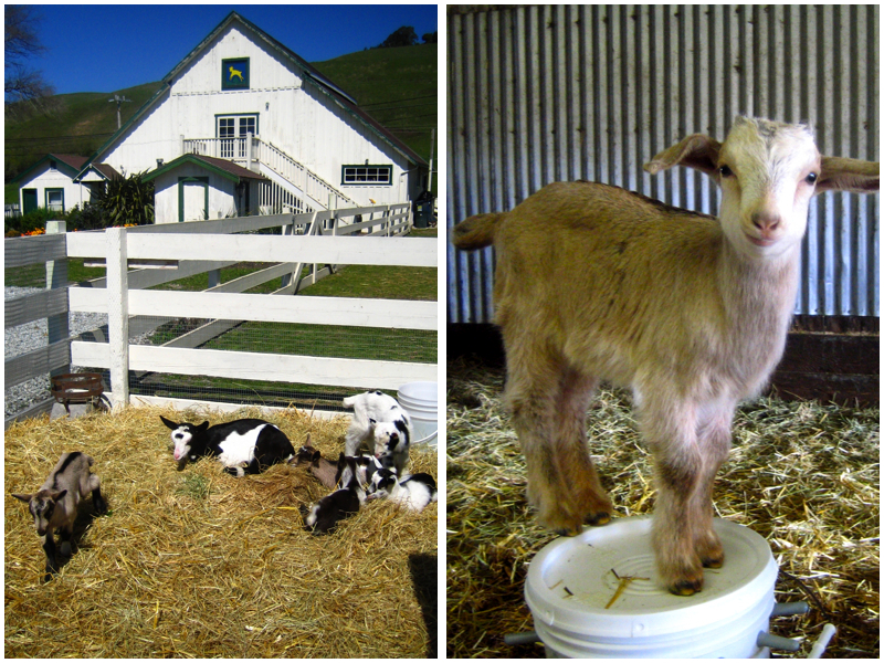 Harley Goat Farm