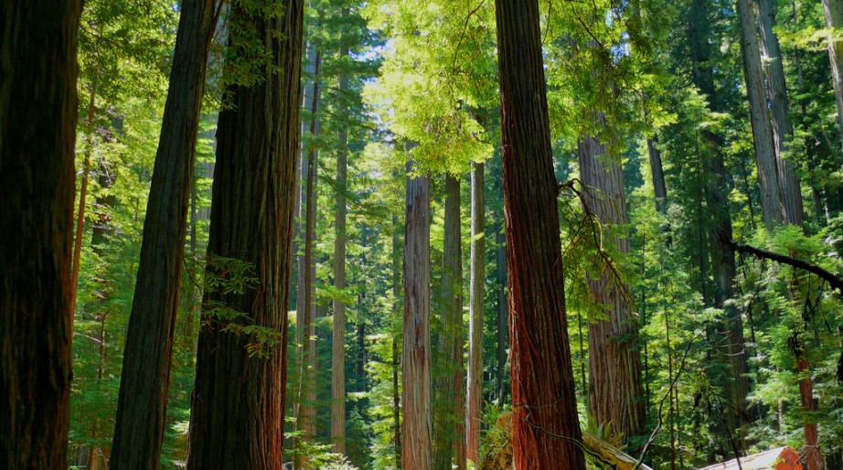 Humboldt Redwoods State Park Credit Rene Rivers